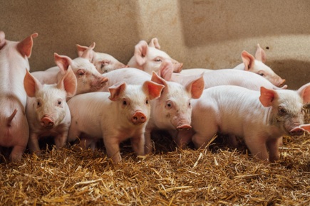 ACI Swannington Farm Visit 20