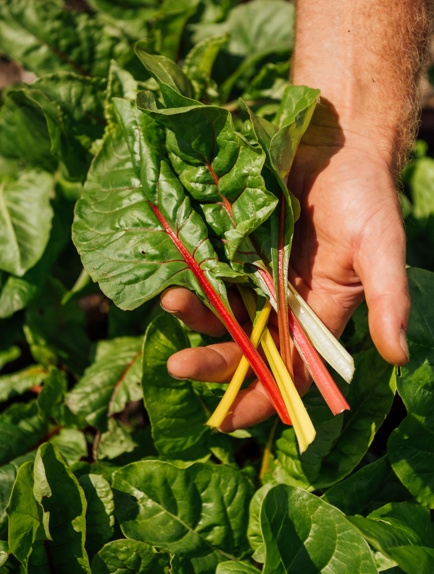 Local produce with zero miles at The Farmhouse at Redcoats